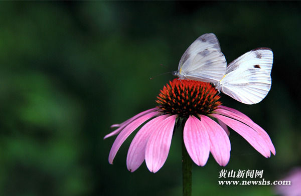 【双语诗词】柳永-蝶恋花(Butterflies in Love with Flowers) 【双语诗词】柳永-蝶恋花(Butterflies in Love with Flowers)