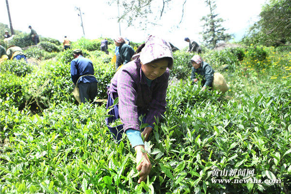 休宁:右龙再现“生产队采茶”景观 休宁:右龙再现“生产队采茶”景观