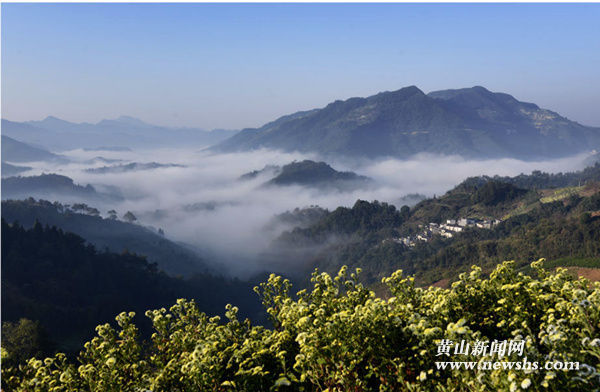 歙县菊花基地跻身“十大皖药”产业示范 歙县菊花基地跻身“十大皖药”产业示范