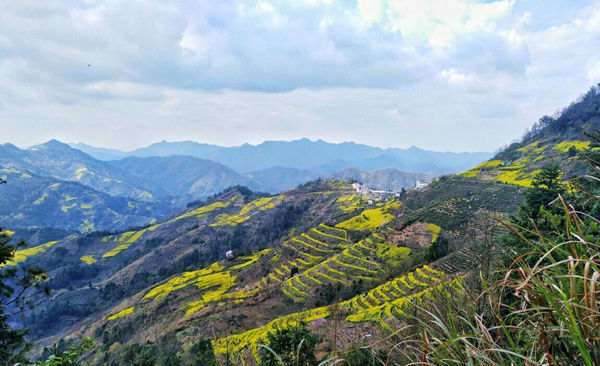 黄山市旅委推出黄山“花事”地图 黄山市旅委推出黄山“花事”地图