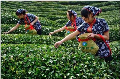 “茶痴”张大复:论茶论水论松萝 “茶痴”张大复:论茶论水论松萝