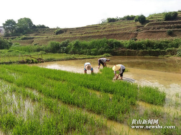 歙县:芒种时节农耕忙 歙县:芒种时节农耕忙