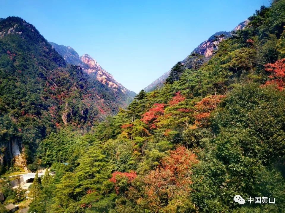 如果你在秋季来到黄山，请一定要……