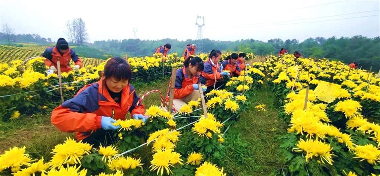 秋到山乡遍地金