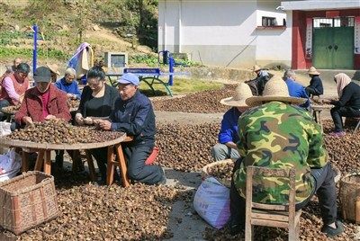 歙县迎来油茶收获季