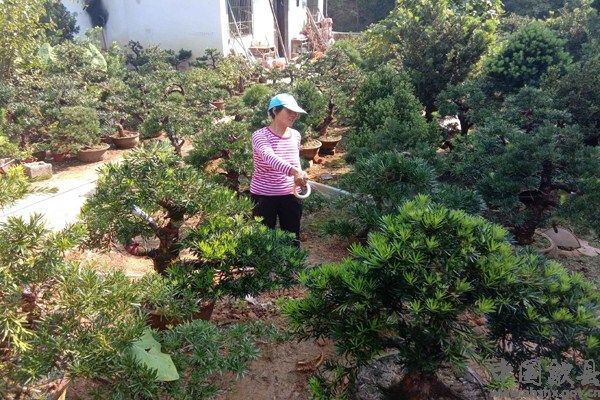 雄村镇卖花渔村：抗旱保苗忙
