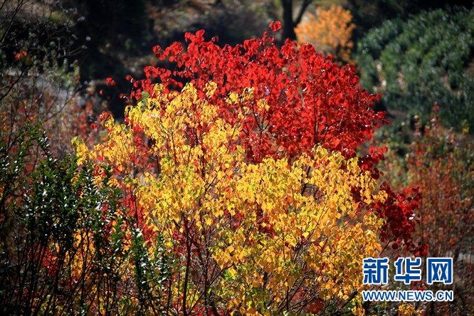 皖南冬意浅 塔川秋韵浓