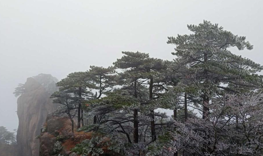 五百里黄山迎大面积雾凇景观 宛如琉璃世界