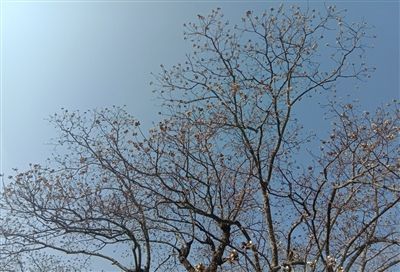雄村镇：桕树梢头白