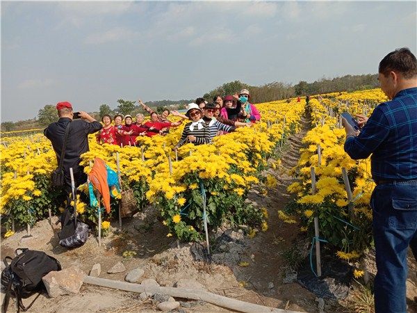 金丝皇菊盛开游客旺