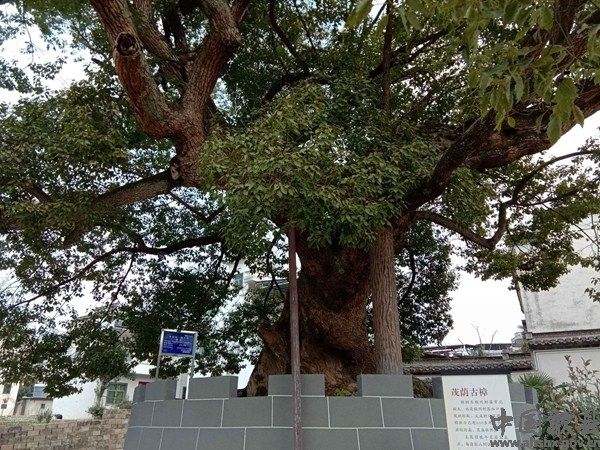 茂荫古樟绿意浓