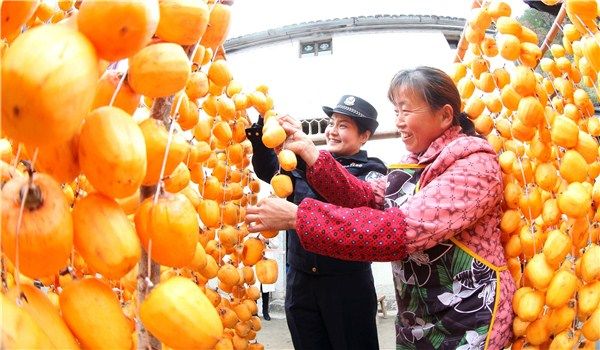 歙县：柿子红红生活红