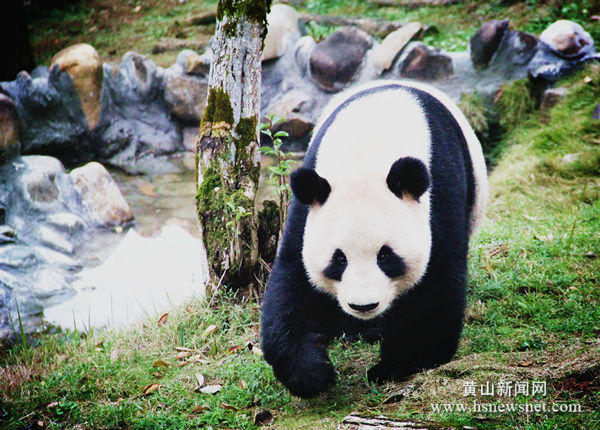 休宁大熊猫融入新家 游客乐开怀