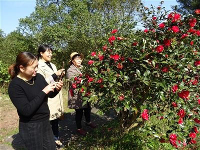 茶花绽放醉游客
