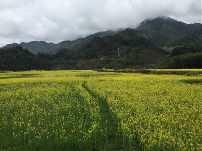 春天里的行走
