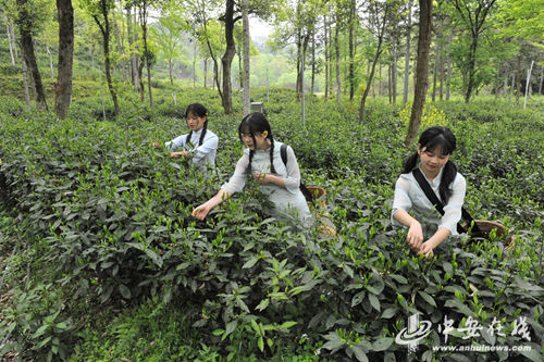 茶缘非遗 文化飘香——当徽茶遇上“非遗文化”，将会擦出怎样的火花?