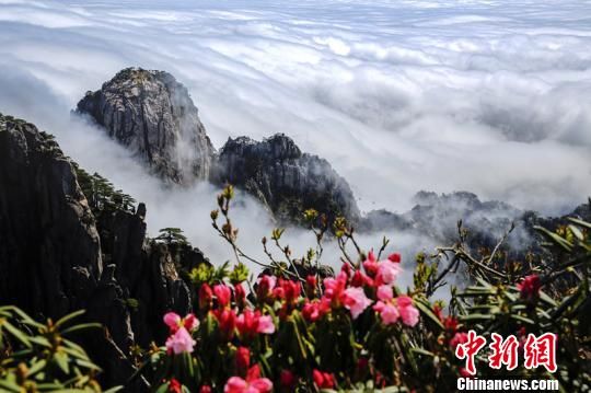 黄山等保护区首次联合发布杜鹃花花期预告