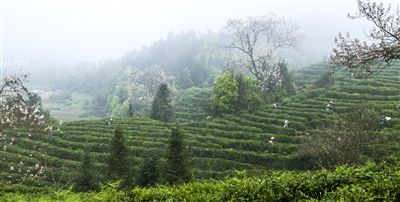 四月茶乡春意浓 满山尽是采茶人