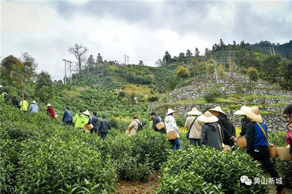 春茶行动48小时，用一罐好茶开启品质春天