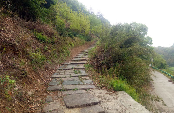 歙县修复梨岭森林古道