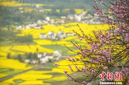 皖南黟县柯村3000亩油菜花盛开