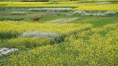 山斗村抒怀