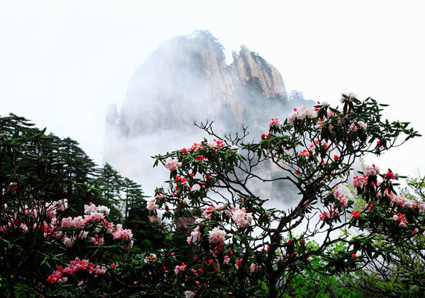 2019年黄山风景区旅游接待首季“开门红”