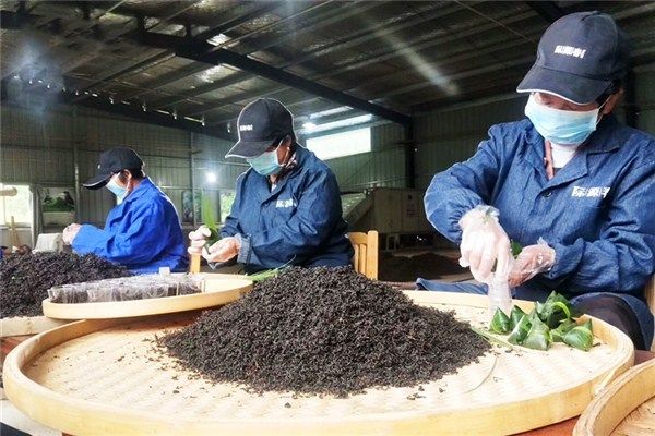“粽茶”香飘万家