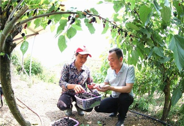 桑葚节乐游客促增收