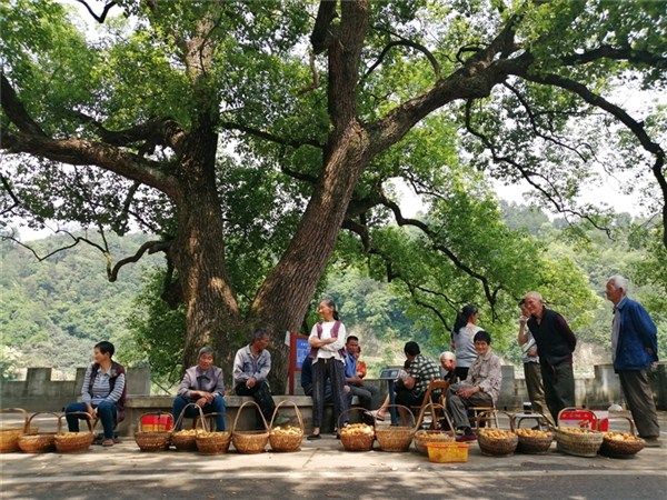 三潭枇杷鲜甜上市！