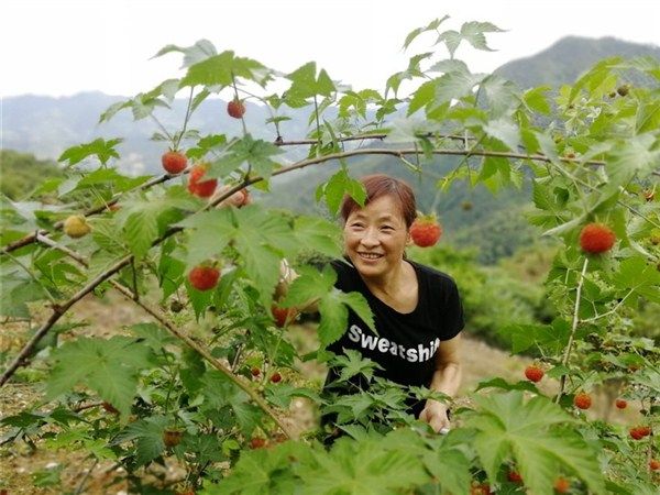 小小覆盆子 敲开致富门
