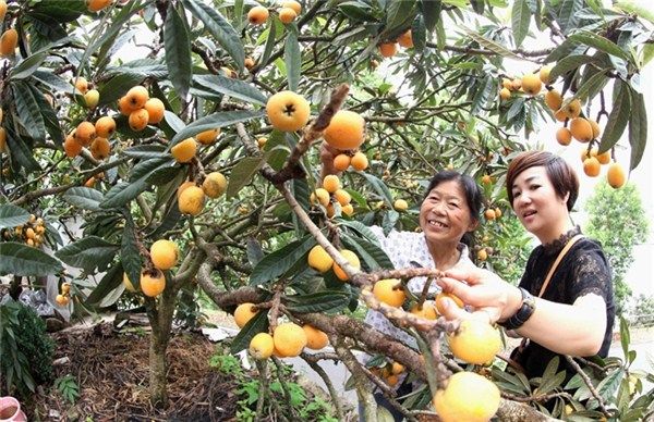 “品味歙县·自在乡村”歙县三潭枇杷节开幕