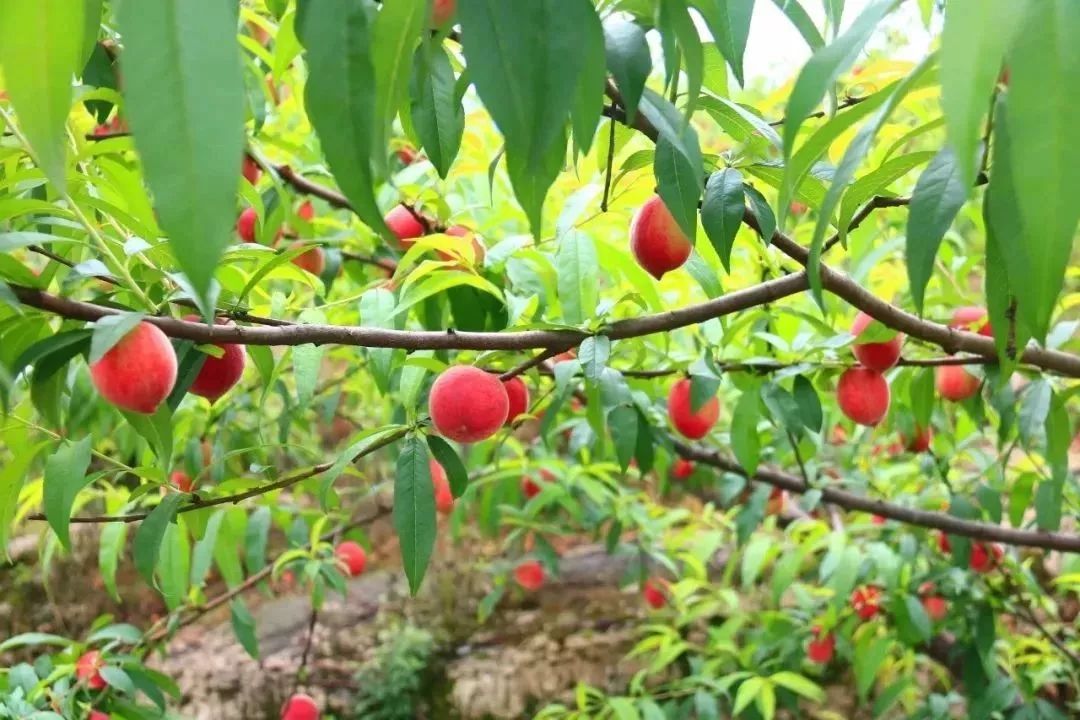 潜口镇“生态采摘，桃醉其中”桃子采摘节来啦！约吗？！
