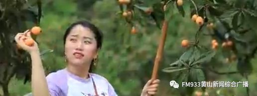歙县：果园搭台引客来 枇杷减产不减收 
