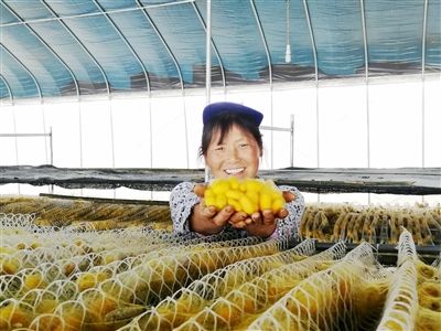 首批彩茧 试养成功