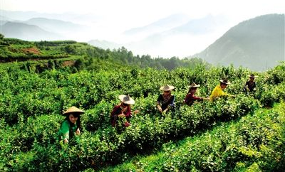  以茶促旅 以旅兴茶 祁门县旅游跑出“融杭”加速度