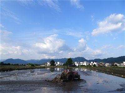 耕耘鹭鸟齐舞 人与自然和谐