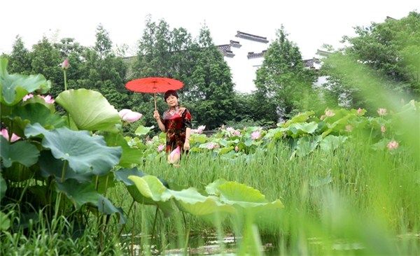 荷花盛开醉游人