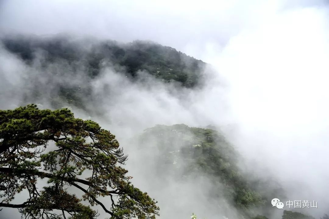 黄山之巅，夏日里最美的山花迎来了盛开期