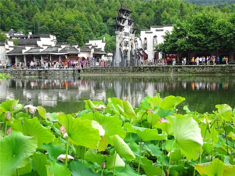 黄山西递：荷花绽放迎八方游客