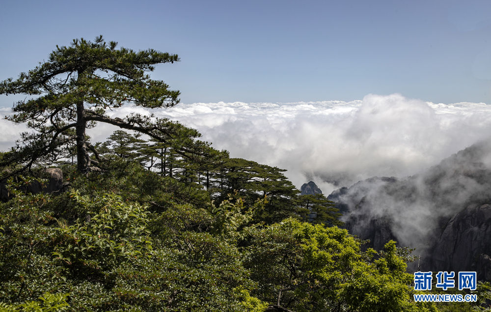 黄山：山峦滴翠 云烟竞秀