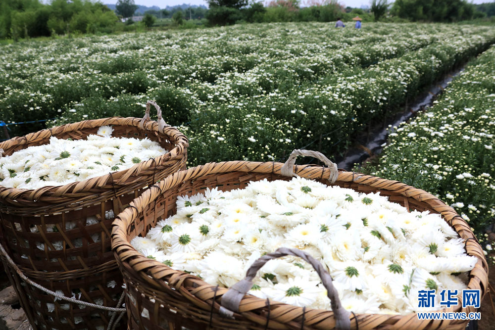 “徽州贡菊”进入盛采季