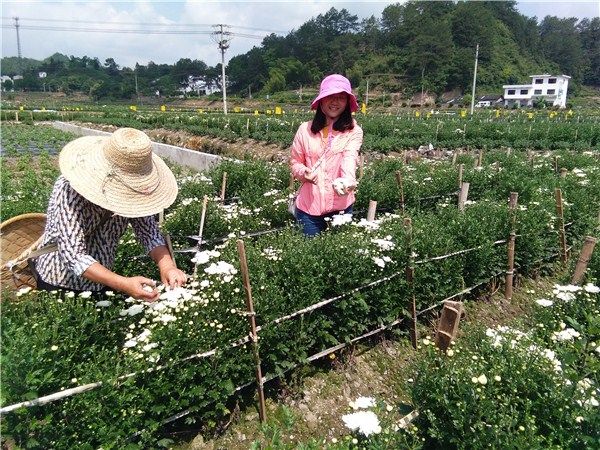 蓝田镇：千亩菊花始盛开