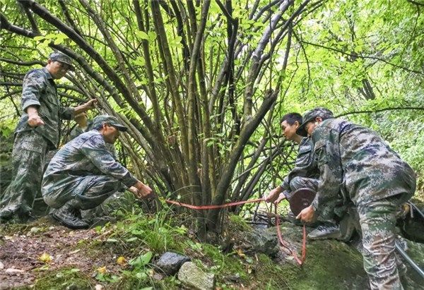 我市发现野生细果秤锤树群