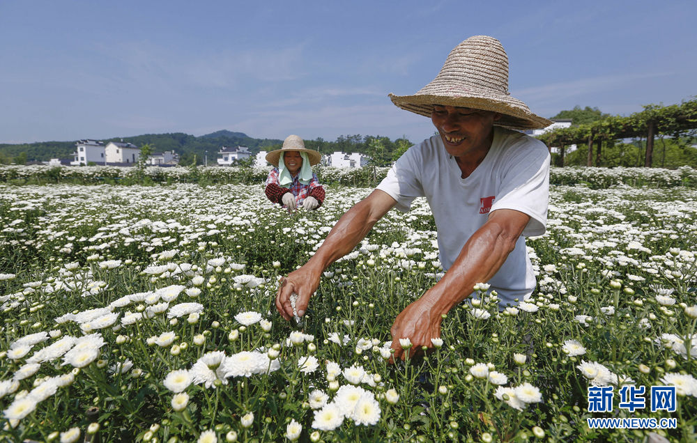 安徽黄山：徽州贡菊花如雪