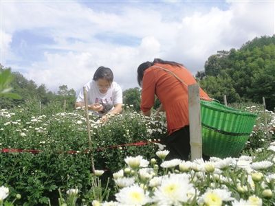 七月田间采菊忙