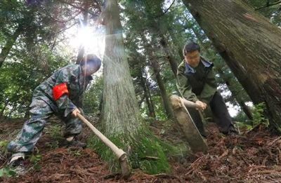安徽黄山：夫妻携手 共护山林