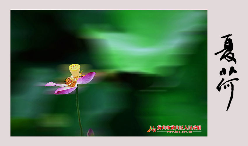 玉盘托娇蕊 花开满城芳