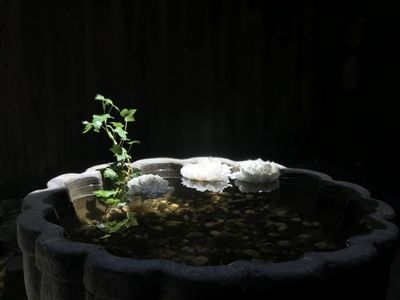 仲夏雨之梦