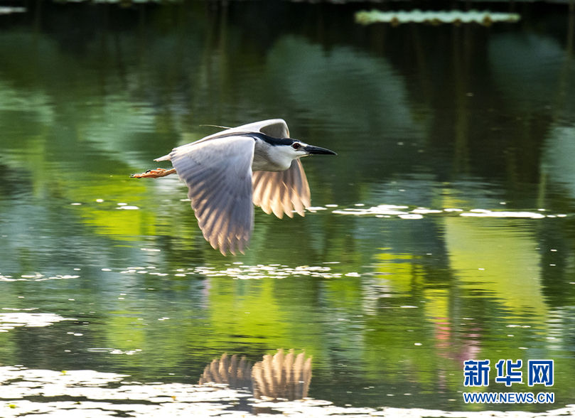 荷塘鹭影